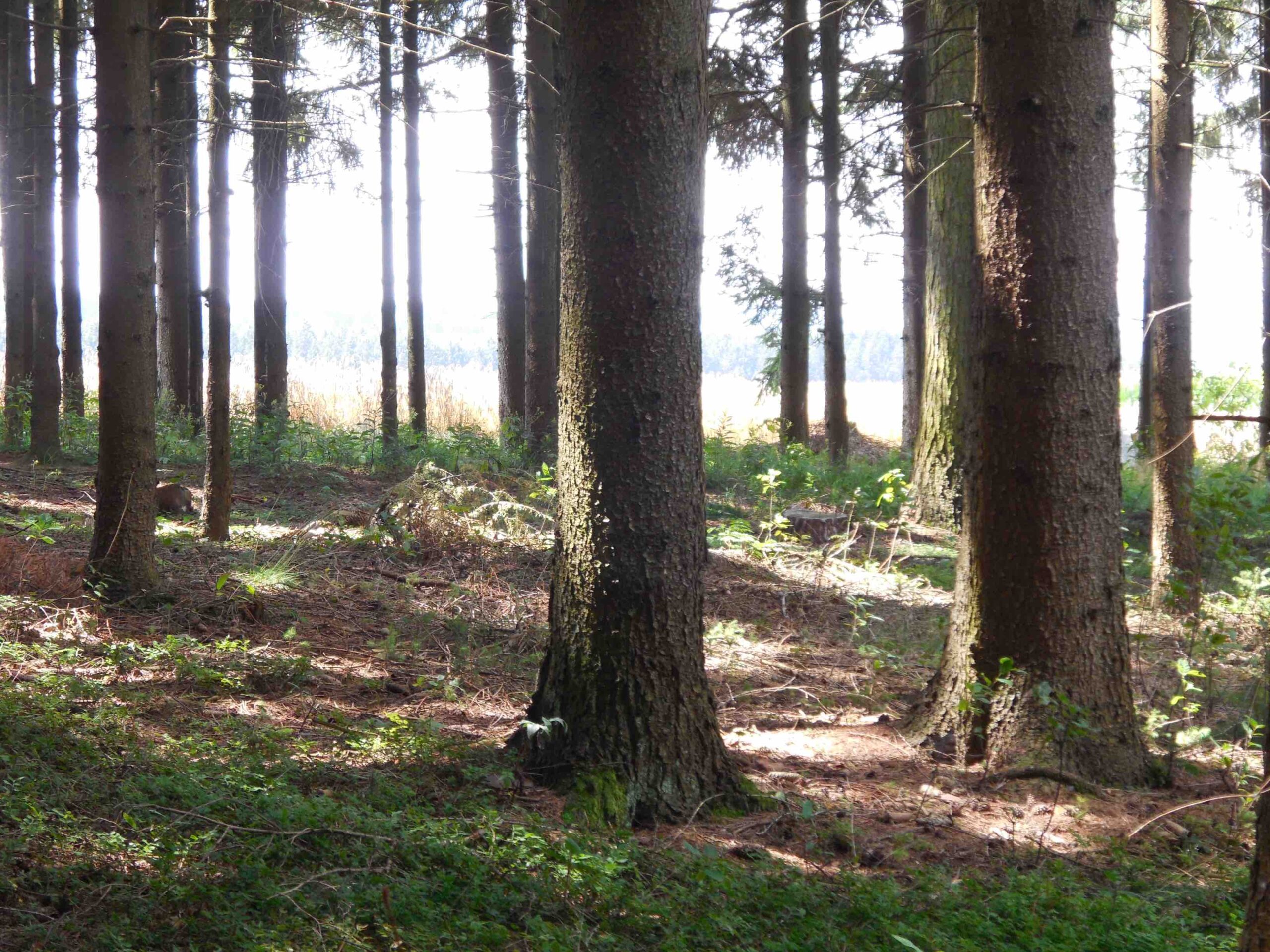 Warum ich Überarbeiten liebe