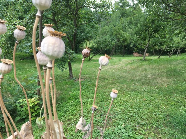 Die Forschungsfrage – die Hauptthese – der Fokus